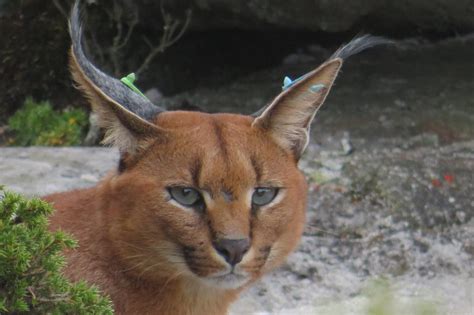 Cape Town’s beloved urban caracal, Hermes, killed .